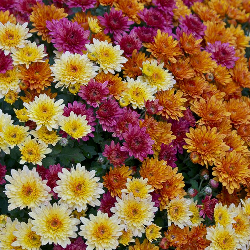 Garten-Chrysantheme in der Gruppe Samen / Einjährige Blumen bei Impecta Fröhandel (85)