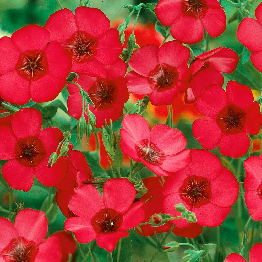 Roter Lein 'Rubrum' in der Gruppe Samen / Einjährige Blumen bei Impecta Fröhandel (8500)