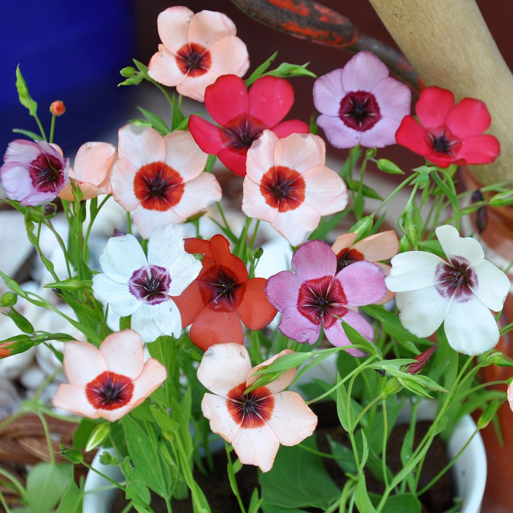Lein 'Charmer' in der Gruppe Samen / Einjährige Blumen bei Impecta Fröhandel (8502)