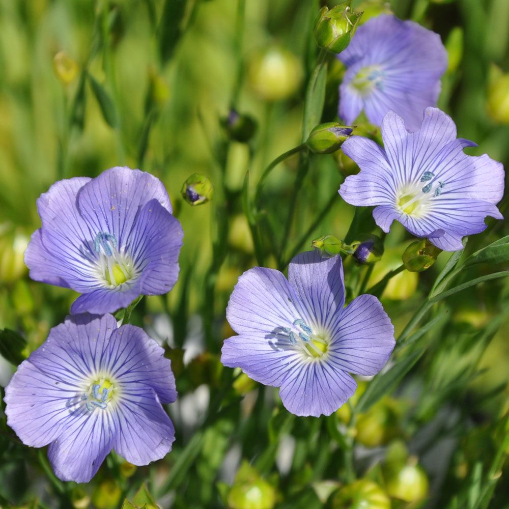 Lein'Blue Dress' in der Gruppe Samen / Einjährige Blumen bei Impecta Fröhandel (85030)