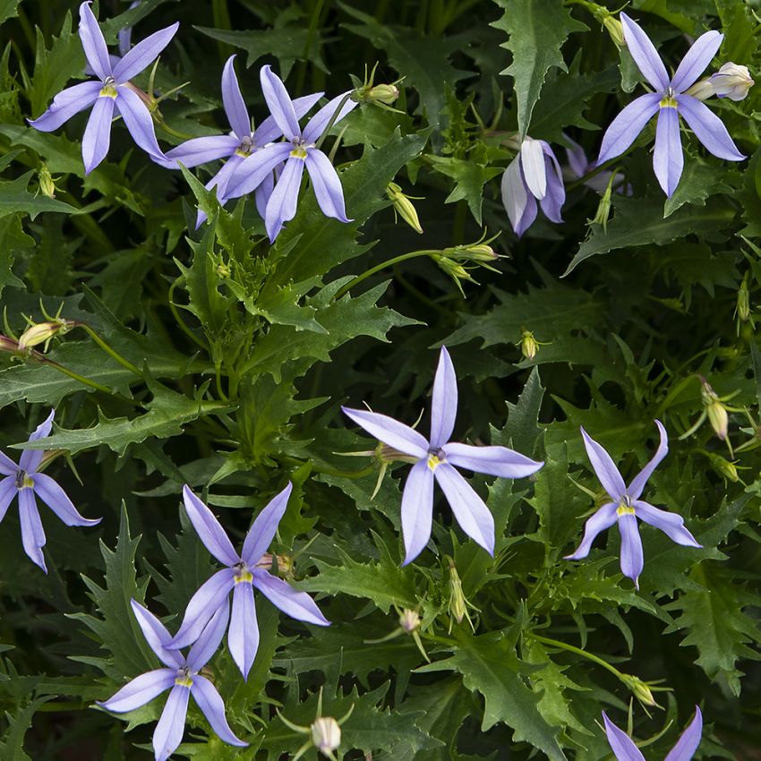 Blauer Bubikopf 'Gemini Blue' in der Gruppe Samen / Einjährige Blumen bei Impecta Fröhandel (85220)