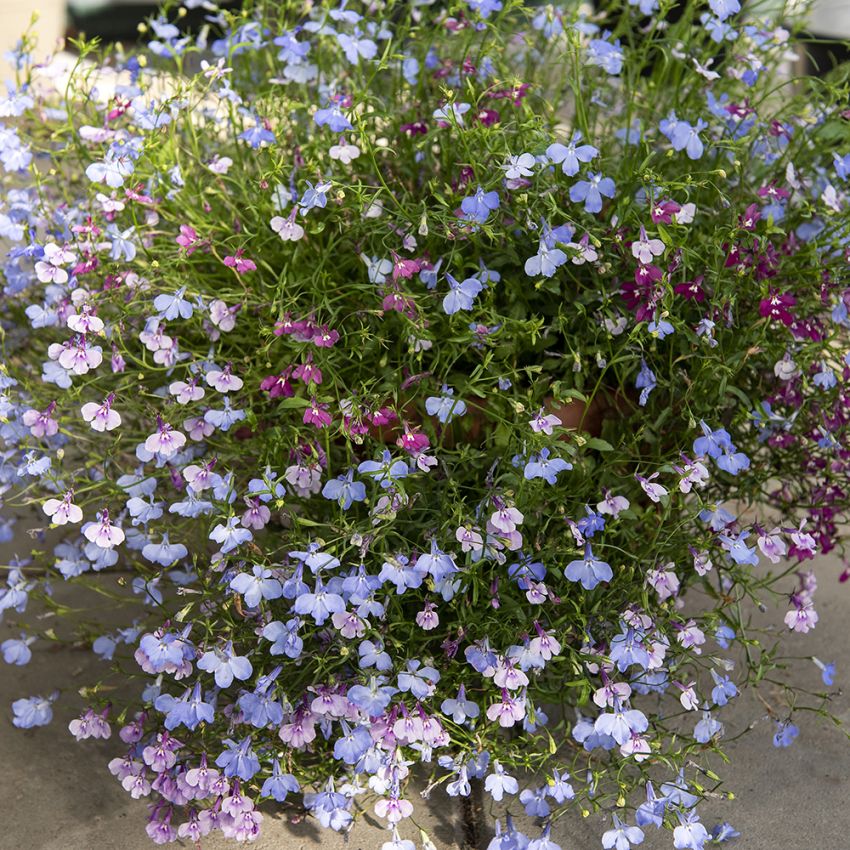 Männertreu 'Colour Cascade' in der Gruppe Samen / Einjährige Blumen bei Impecta Fröhandel (85231)