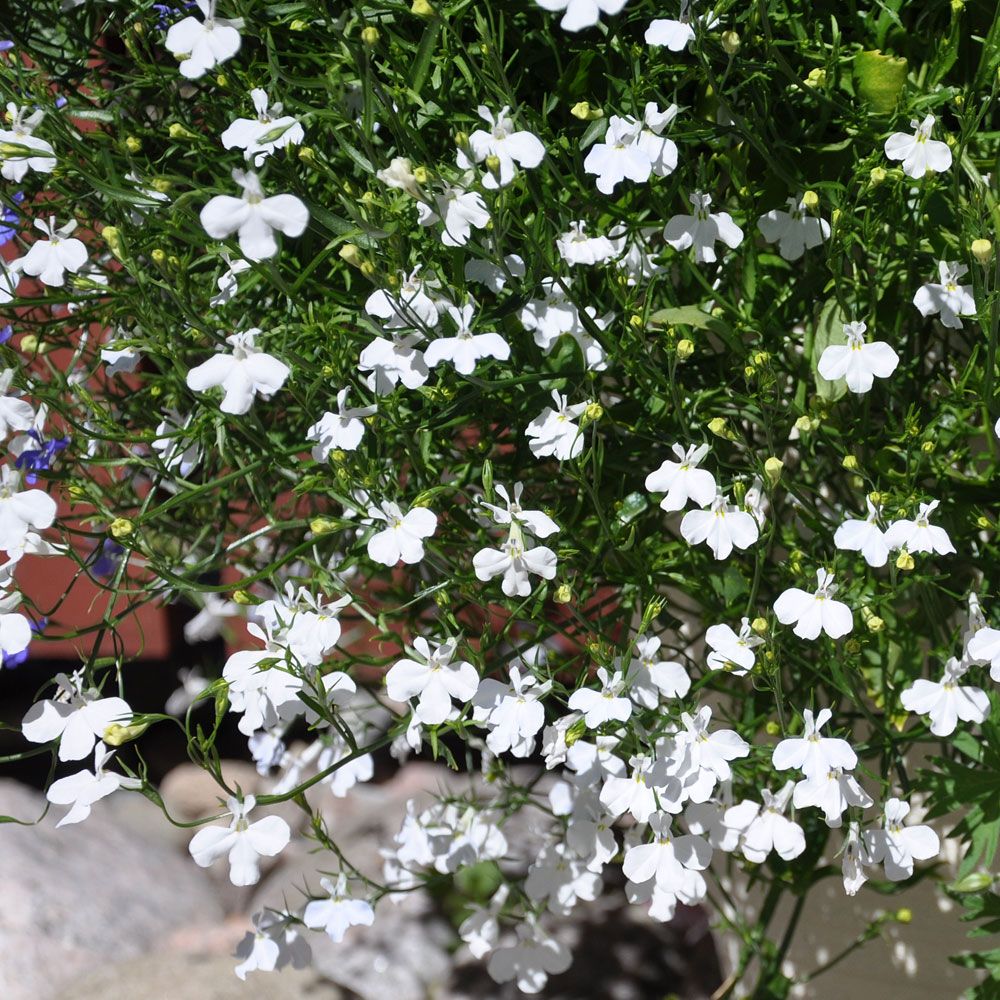 Männertreu 'Cascade White' in der Gruppe Samen / Einjährige Blumen bei Impecta Fröhandel (8524)