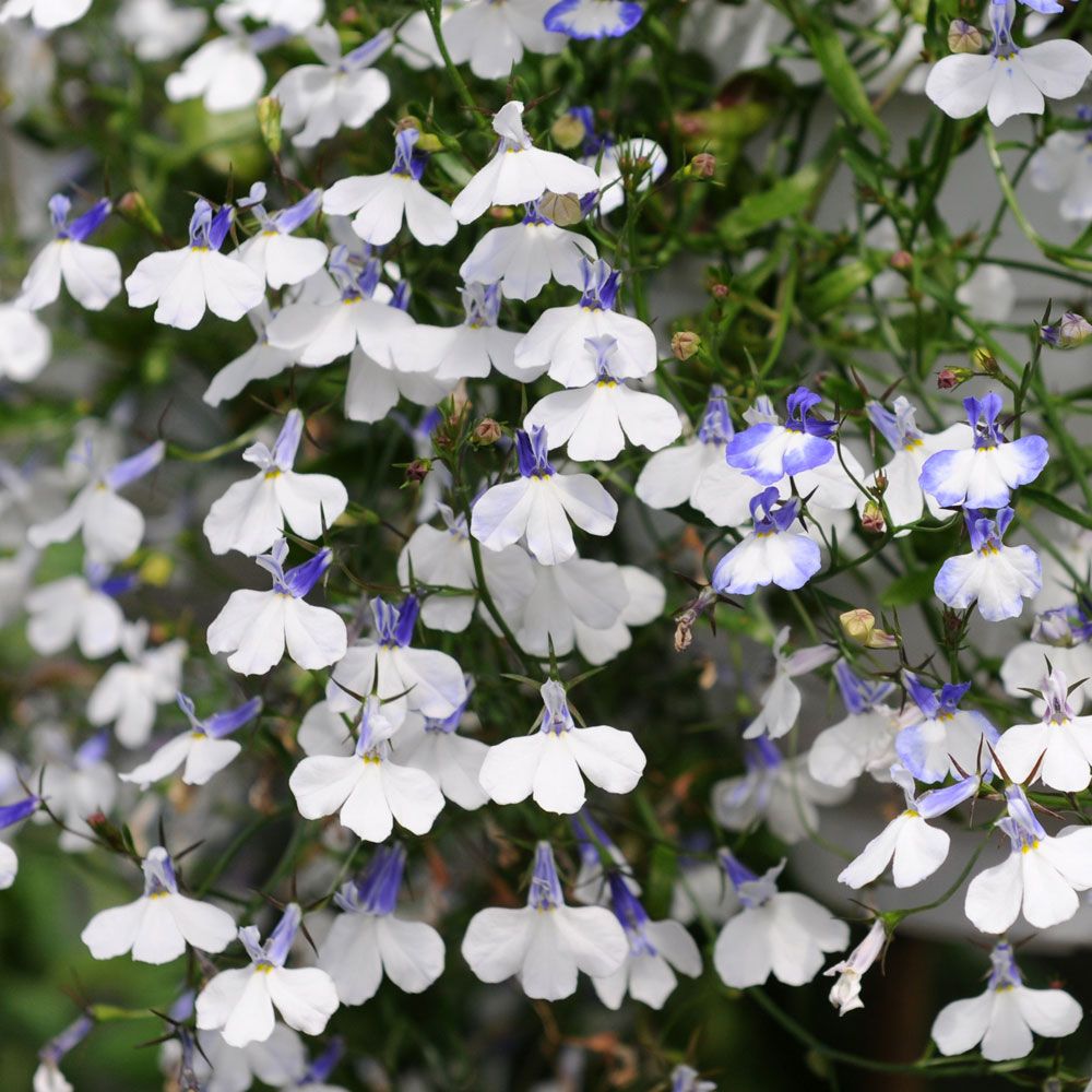 Männertreu 'Regatta Blue Splash' in der Gruppe Samen / Einjährige Blumen bei Impecta Fröhandel (85242)