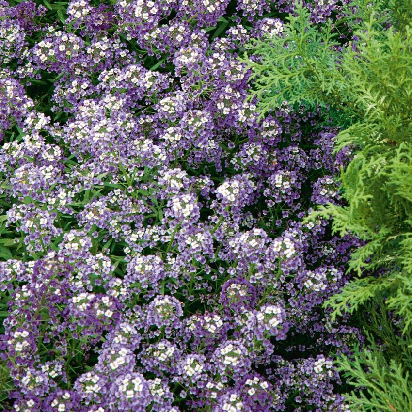 Strand-Silberkraut 'Violet Queen' in der Gruppe Samen / Einjährige Blumen bei Impecta Fröhandel (8528)