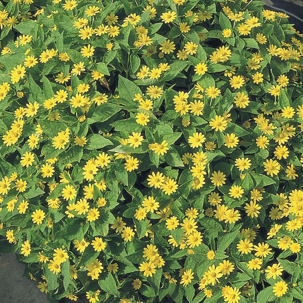 Sterntaler 'Showstar' in der Gruppe Samen / Einjährige Blumen bei Impecta Fröhandel (85281)