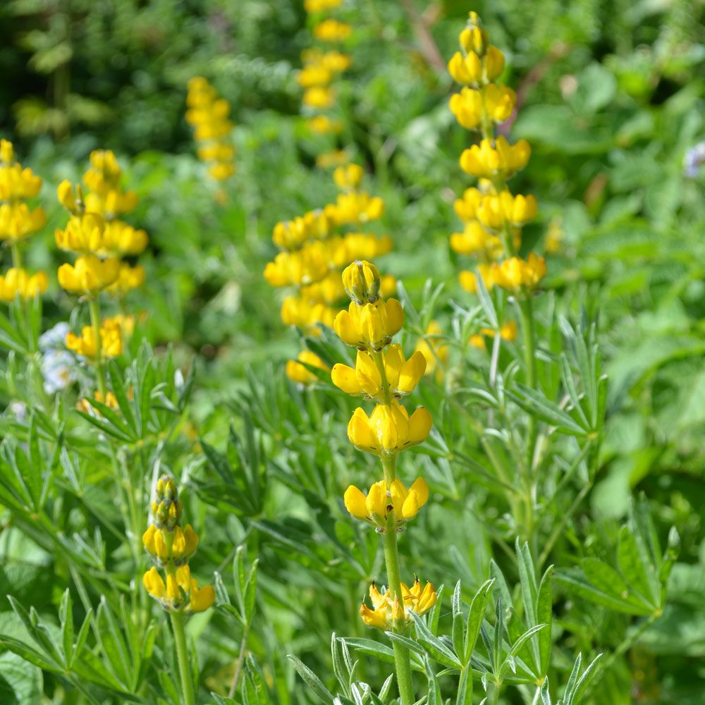 Gelber Lupine in der Gruppe Samen / Einjährige Blumen bei Impecta Fröhandel (8531)