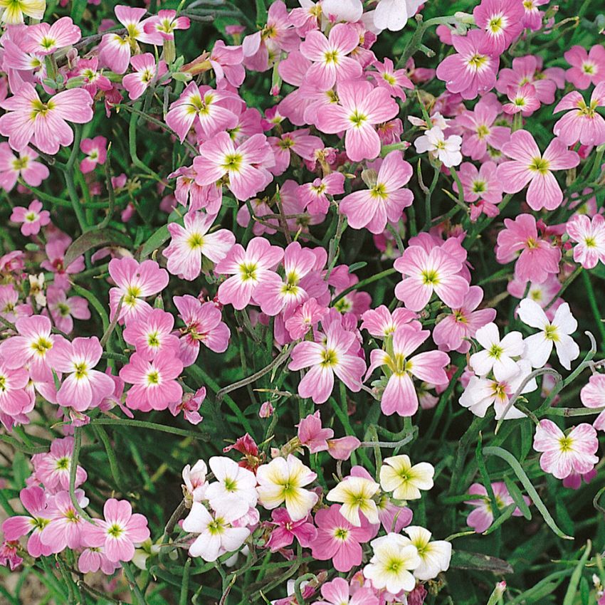 Meerviole'Spring Sparkle' in der Gruppe Samen / Einjährige Blumen bei Impecta Fröhandel (8539)