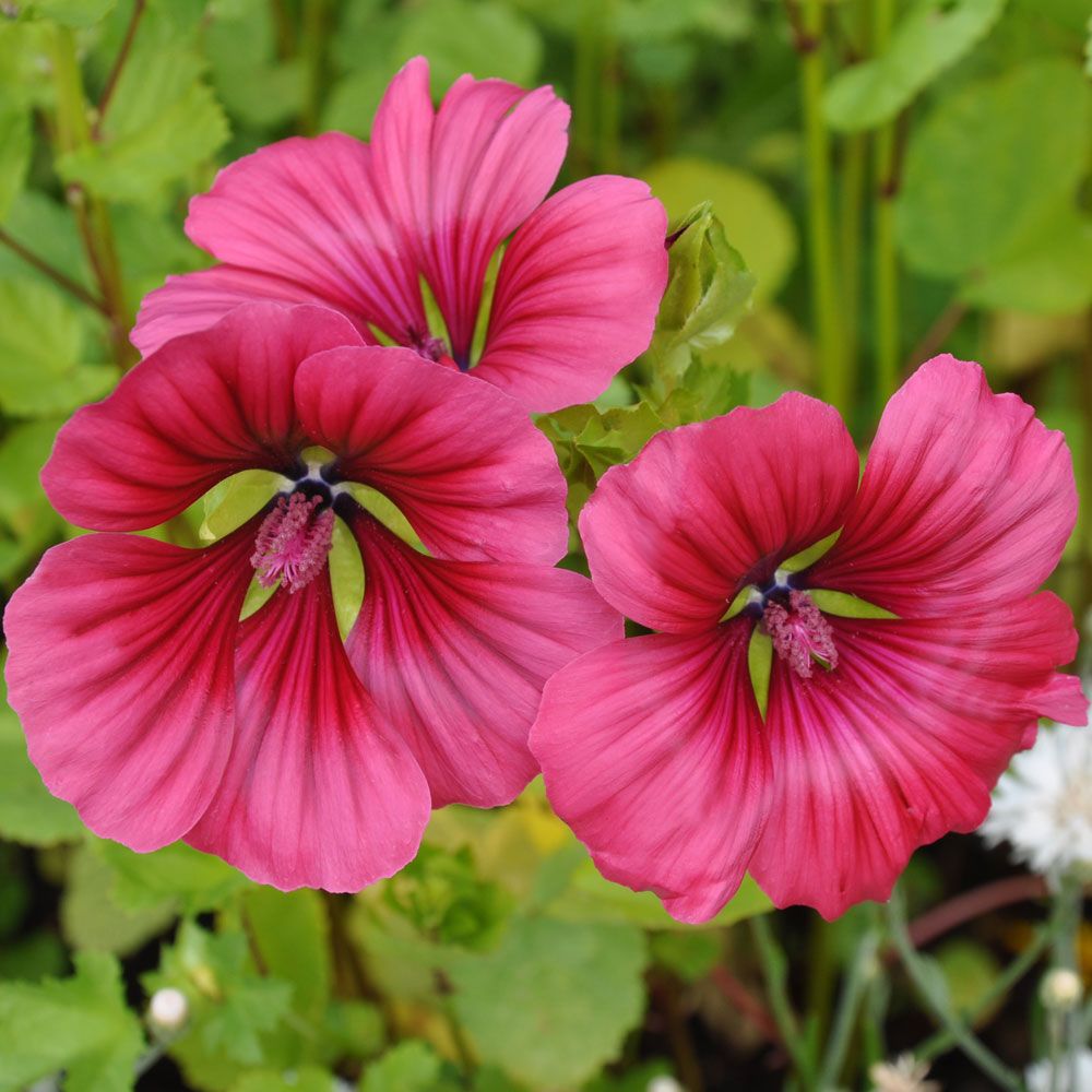 Sommermalve 'Vulcan' in der Gruppe Samen / Einjährige Blumen bei Impecta Fröhandel (8541)
