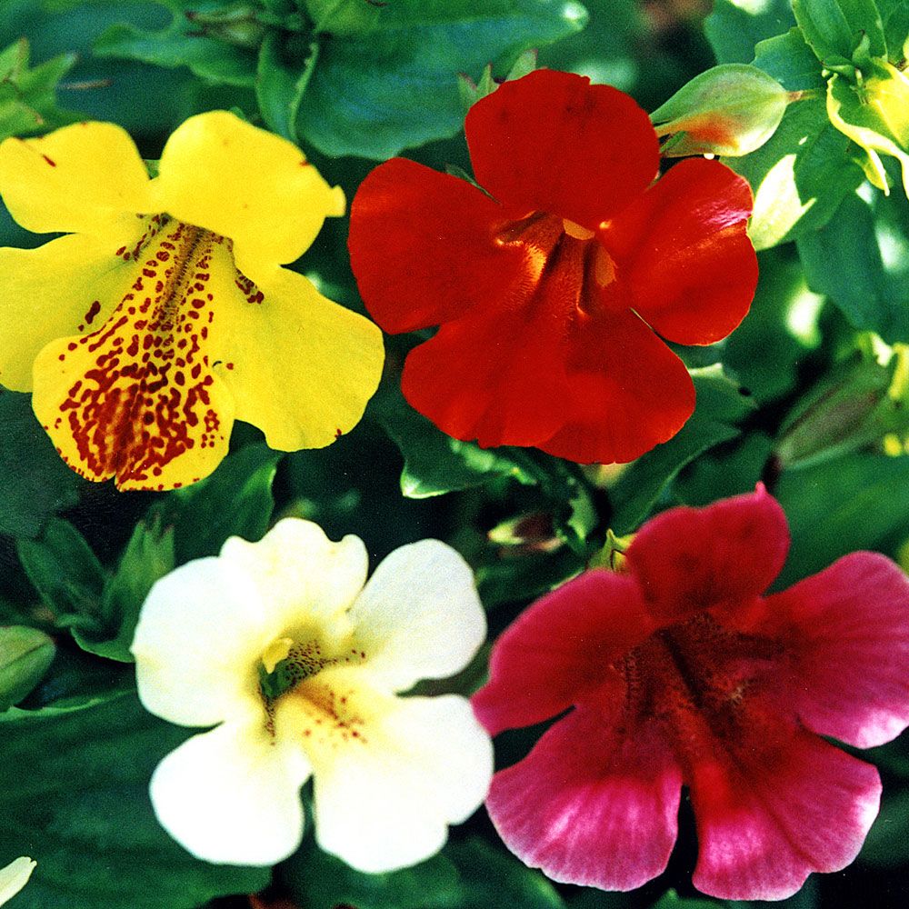 Gauklerblume 'Twinkle' in der Gruppe Samen / Einjährige Blumen bei Impecta Fröhandel (8568)