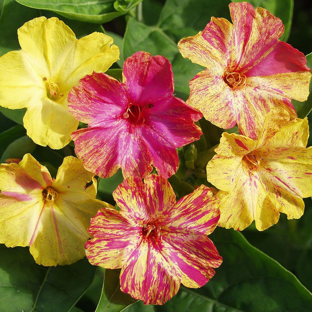 Wunderblume 'Tivoli' in der Gruppe Samen / Einjährige Blumen bei Impecta Fröhandel (8571)