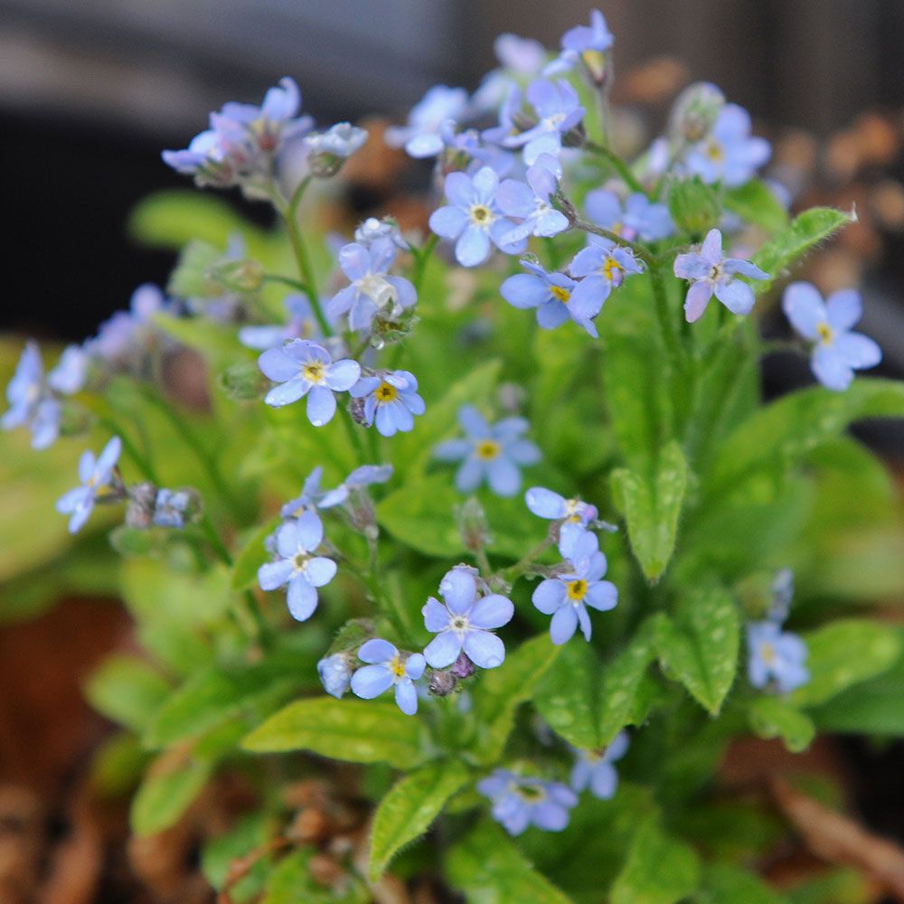 Vergissmeinnicht 'Savoie Blue' in der Gruppe Samen / Einjährige Blumen bei Impecta Fröhandel (85770)