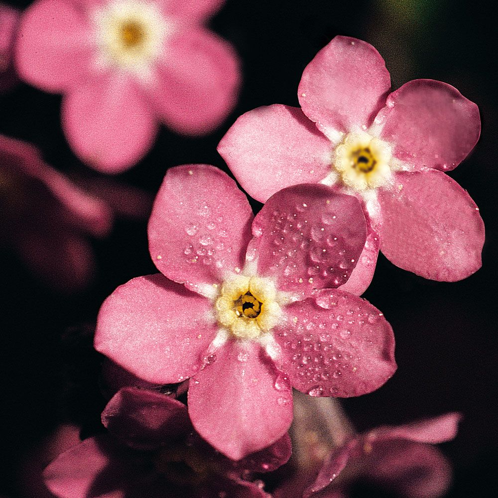 Waldvergissmeinnicht 'Rosylva' in der Gruppe Samen / Einjährige Blumen bei Impecta Fröhandel (8578)