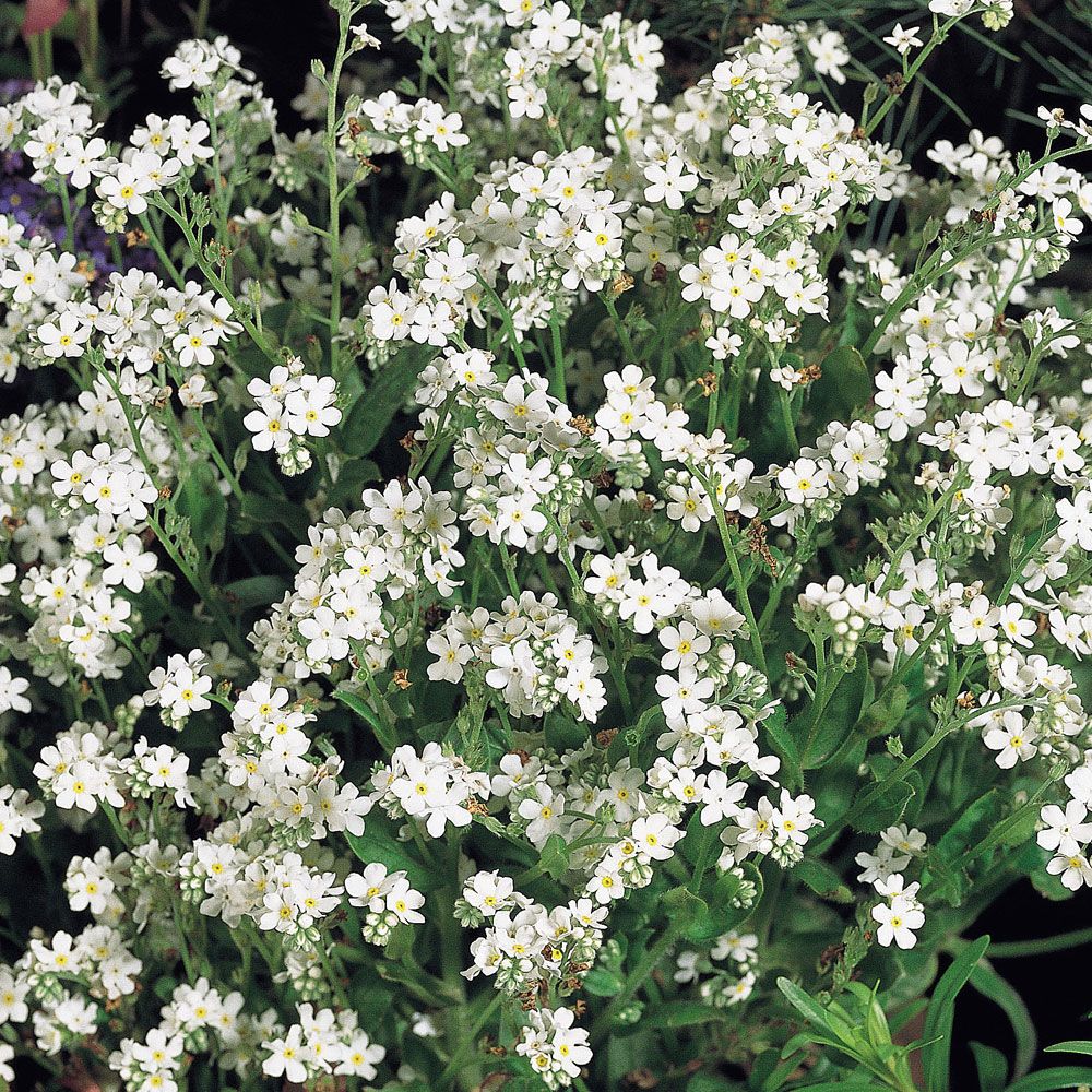 Waldvergissmeinnicht 'Snowsylva' in der Gruppe Samen / Einjährige Blumen bei Impecta Fröhandel (8579)