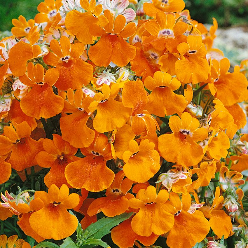 Elfenspiegel 'Orange Prince' in der Gruppe Samen / Einjährige Blumen bei Impecta Fröhandel (8581)