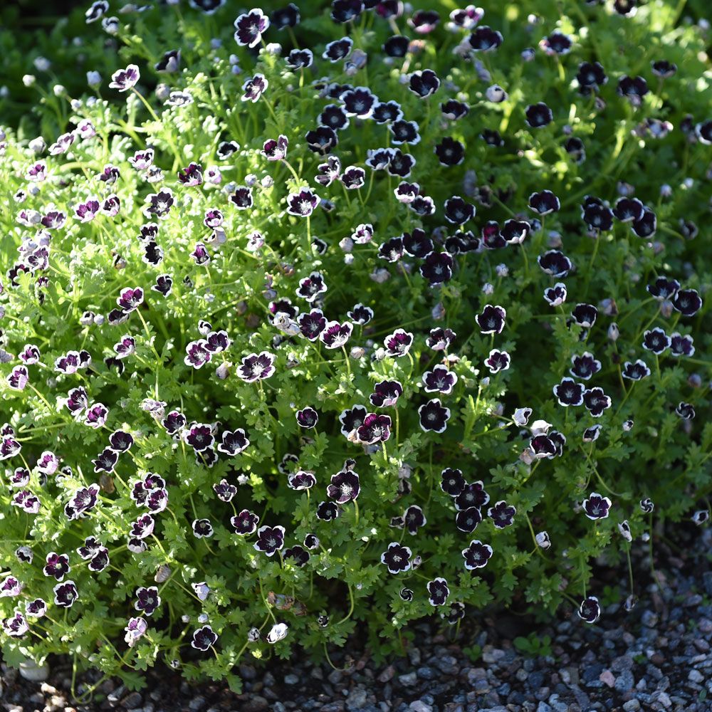 Hainblume 'Penny Black' in der Gruppe Samen / Einjährige Blumen bei Impecta Fröhandel (8592)