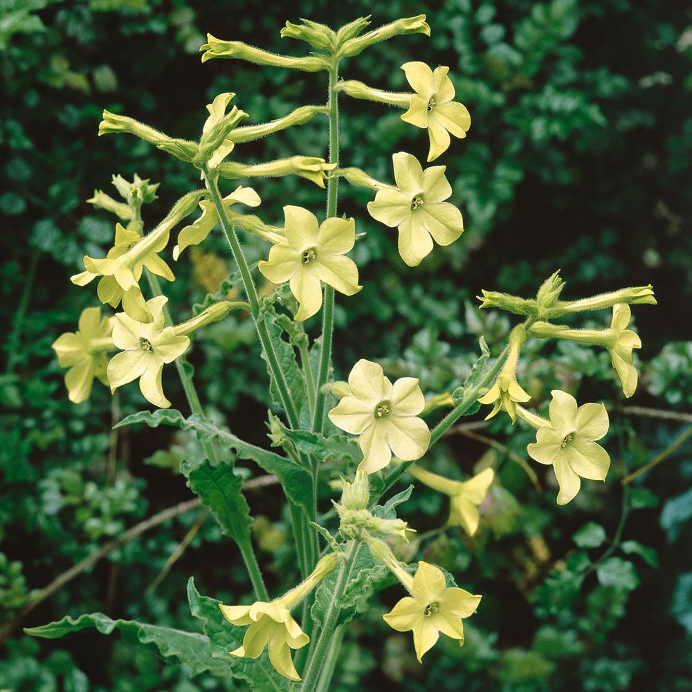 Ziertabak 'Lime Green' in der Gruppe Samen / Einjährige Blumen bei Impecta Fröhandel (8605)