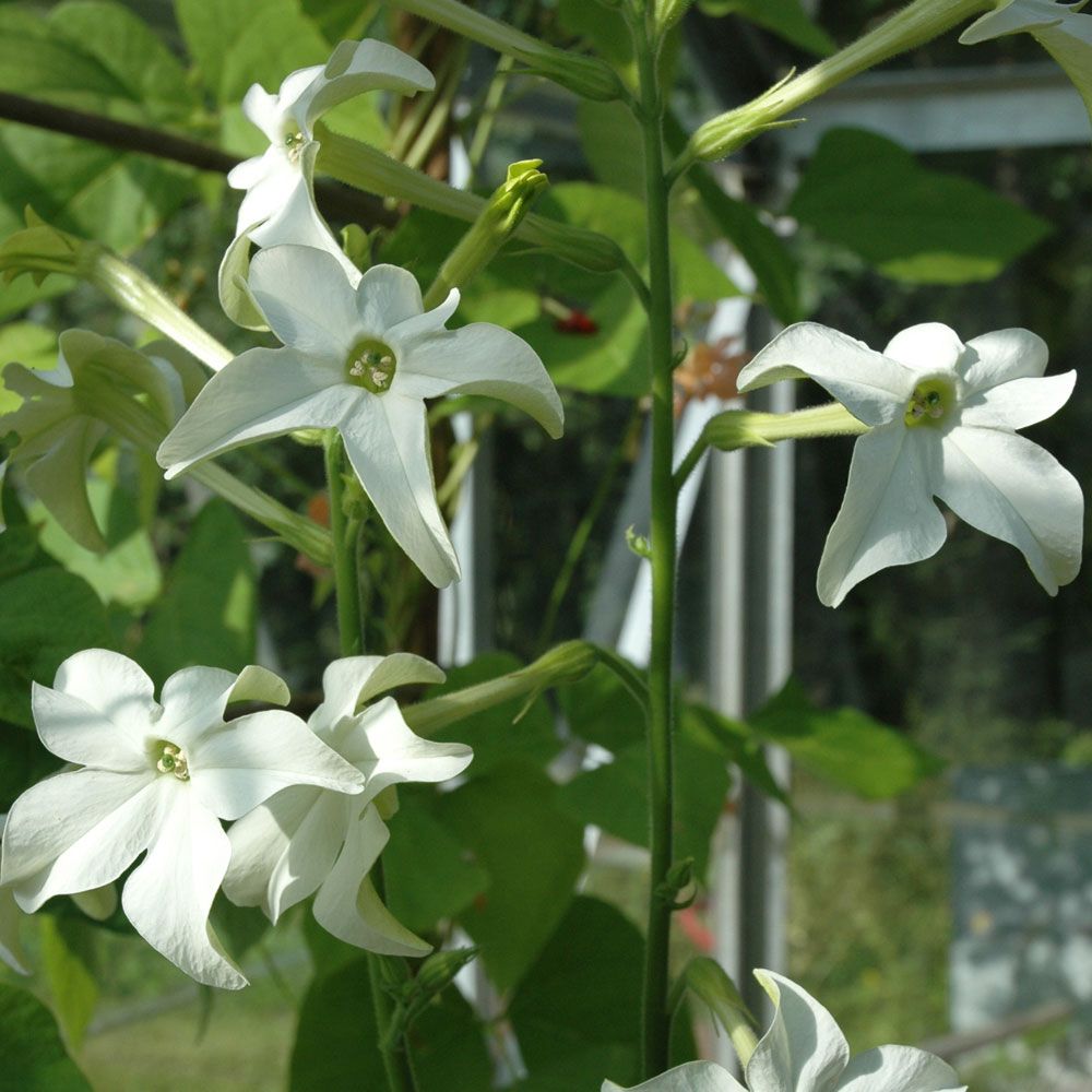 Ziertabak 'Grandiflora' in der Gruppe Samen / Einjährige Blumen bei Impecta Fröhandel (8606)