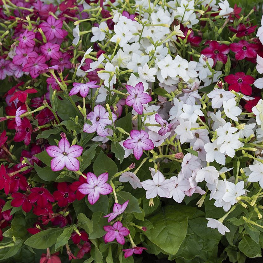 Ziertabak 'Saratoga' in der Gruppe Samen / Einjährige Blumen bei Impecta Fröhandel (86122)