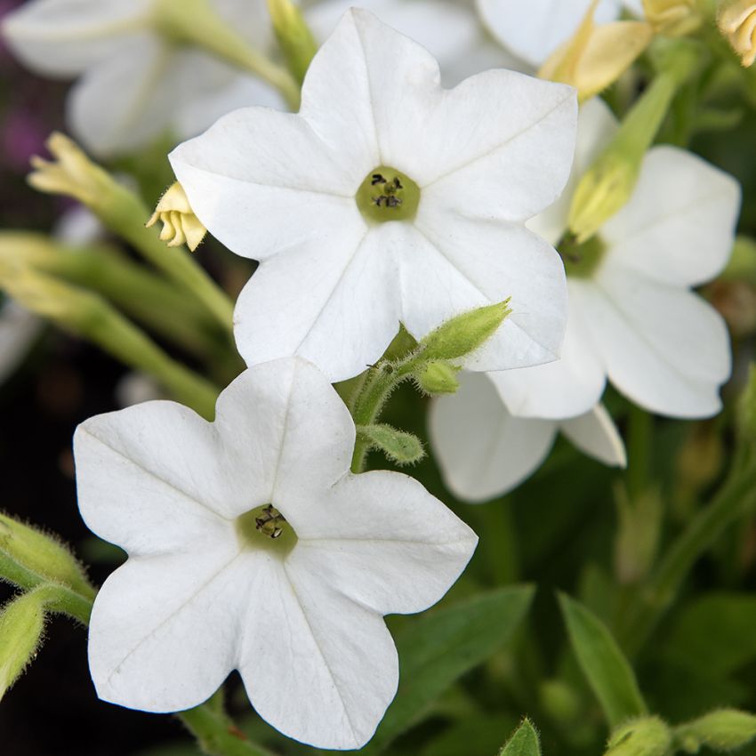 Ziertabak 'Saratoga White' in der Gruppe Samen / Einjährige Blumen bei Impecta Fröhandel (86123)