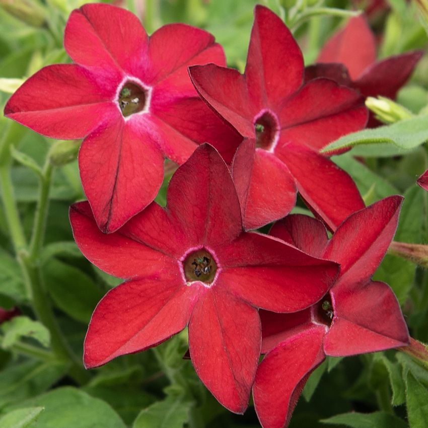 Ziertabak 'Saratoga Red' in der Gruppe Samen / Einjährige Blumen bei Impecta Fröhandel (86124)
