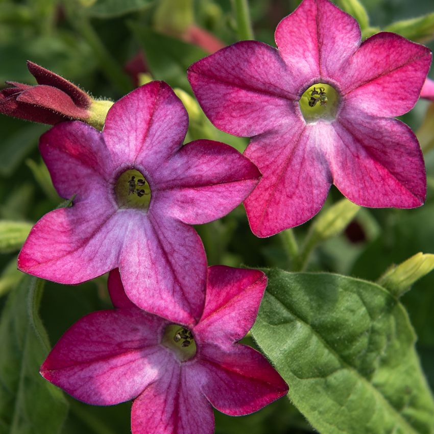Ziertabak 'Saratoga Purple Bicolor' in der Gruppe Samen / Einjährige Blumen bei Impecta Fröhandel (86125)