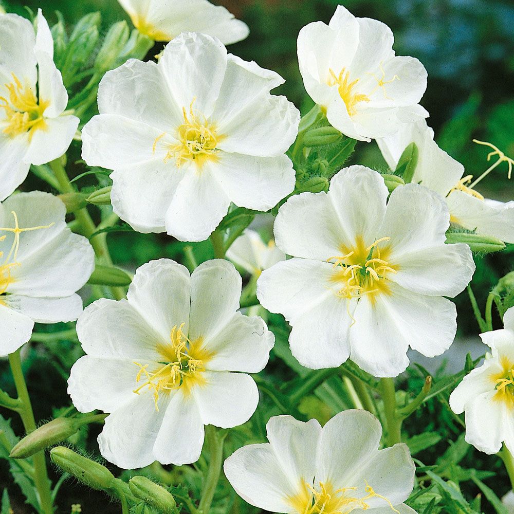 Weiße Nachtkerze 'Innocence' in der Gruppe Samen / Einjährige Blumen bei Impecta Fröhandel (8616)