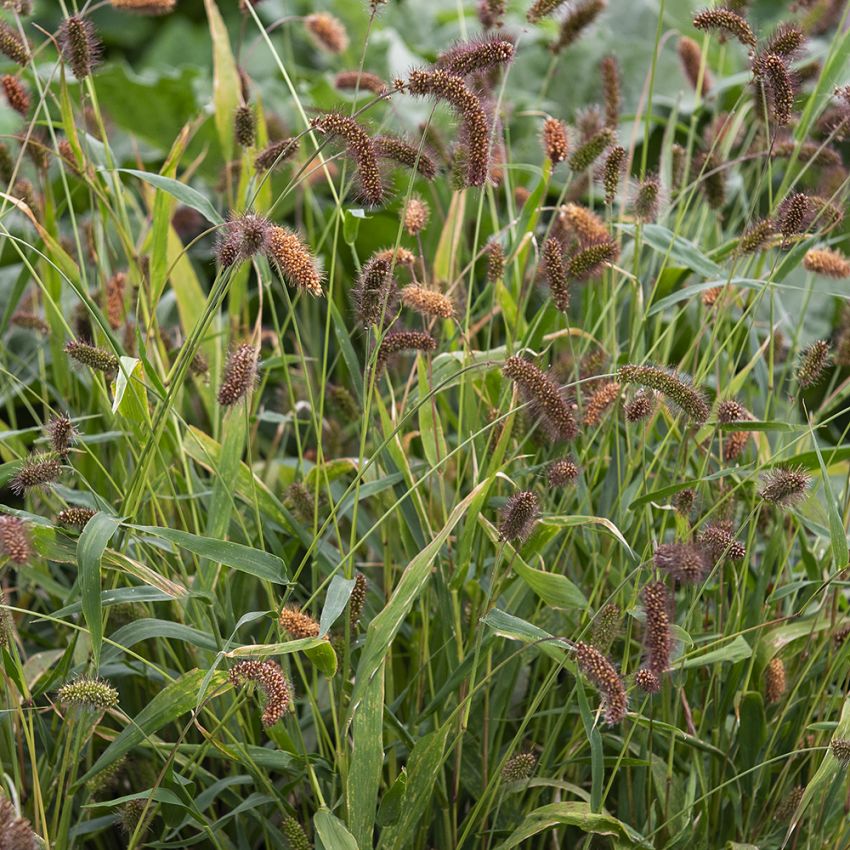 Kolbenhirse ’Lowlander’ in der Gruppe Samen / Einjährige Blumen bei Impecta Fröhandel (86191)