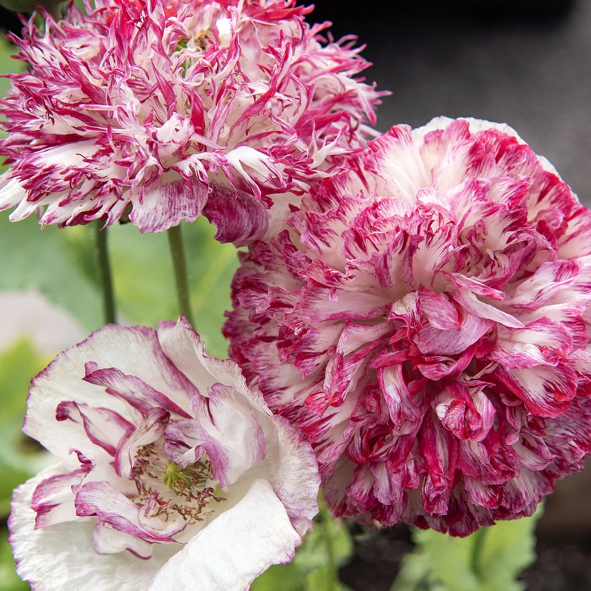 Gefüllter Pfingstrosenmohn 'Flemish Antique' in der Gruppe Samen / Einjährige Blumen bei Impecta Fröhandel (86226)