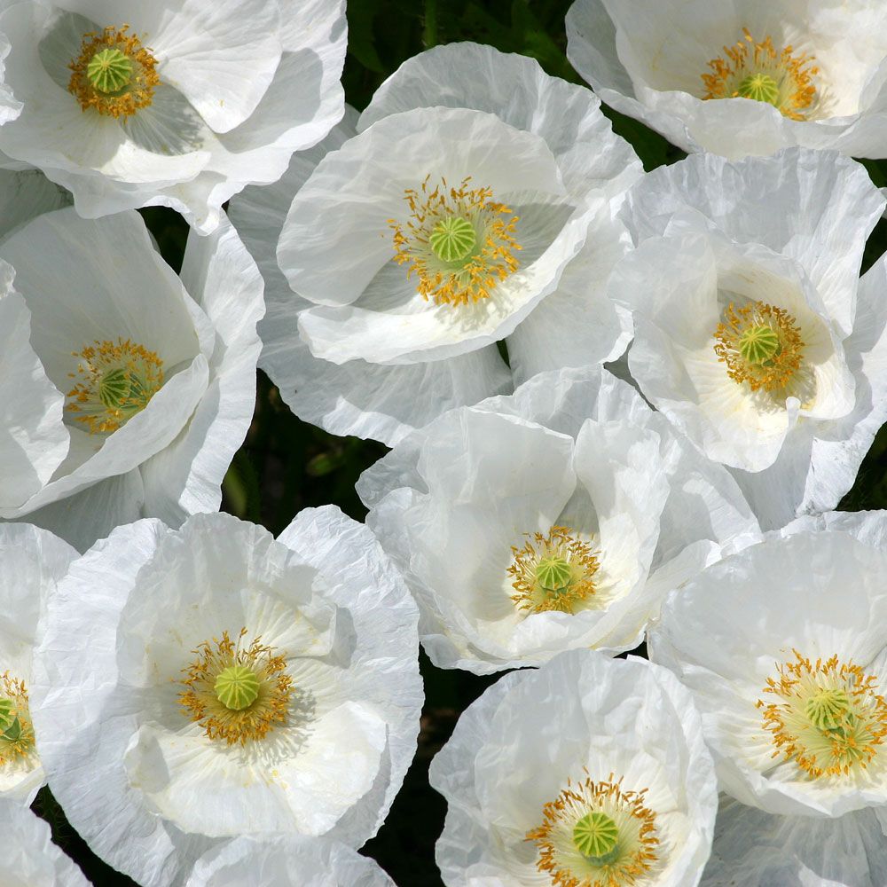 Klatschmohn 'Bridal Silk' in der Gruppe Samen / Einjährige Blumen bei Impecta Fröhandel (8626)