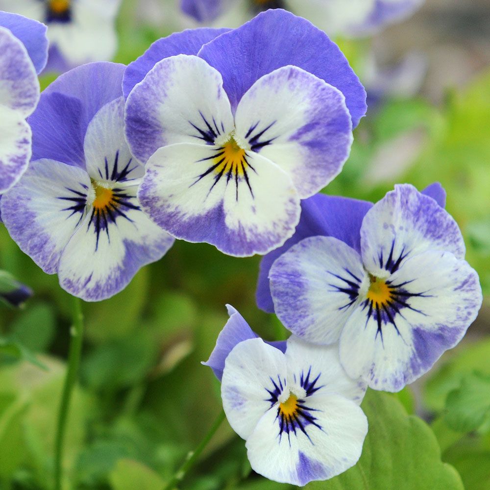 Hornveilchen 'Sorbet XP Delft Blue' in der Gruppe Samen / Einjährige Blumen bei Impecta Fröhandel (86276)
