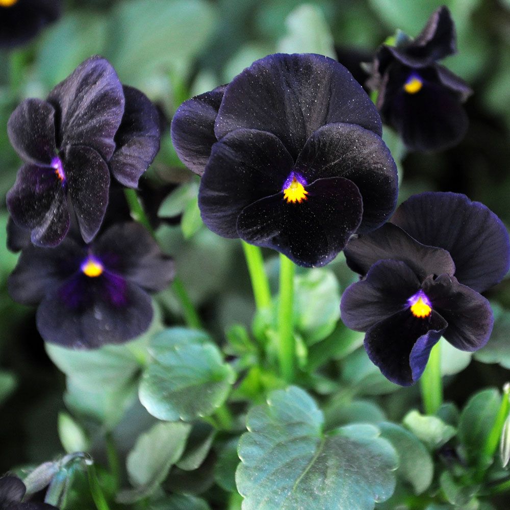 Hornveilchen 'Sorbet Black Delight' in der Gruppe Samen / Einjährige Blumen bei Impecta Fröhandel (86277)