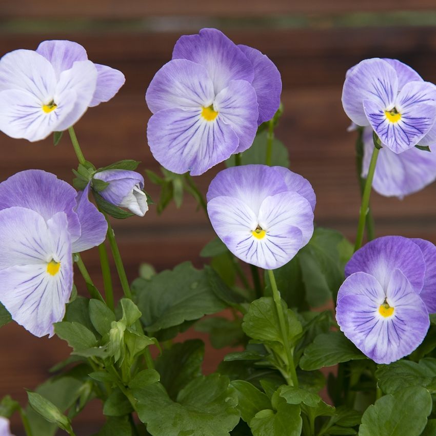 Stiefmütterchen 'Spring Matrix Lavender Shades' in der Gruppe Samen / Einjährige Blumen bei Impecta Fröhandel (86281)