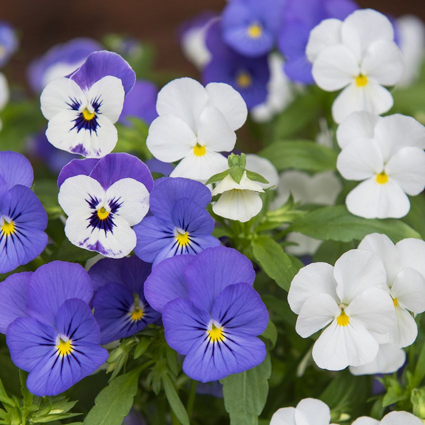 Hornveilchen 'Sorbet XP Blueberry Sundae' in der Gruppe Samen / Einjährige Blumen bei Impecta Fröhandel (86284)