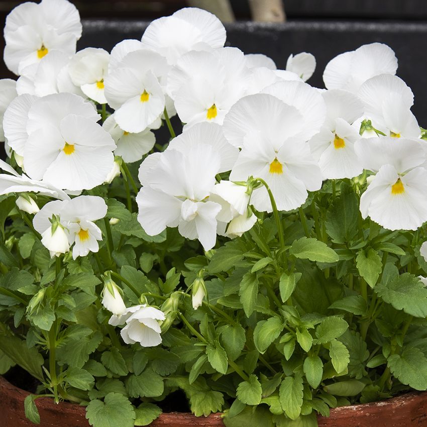 Stiefmütterchen 'Spring Matrix White' in der Gruppe Samen / Einjährige Blumen bei Impecta Fröhandel (86285)