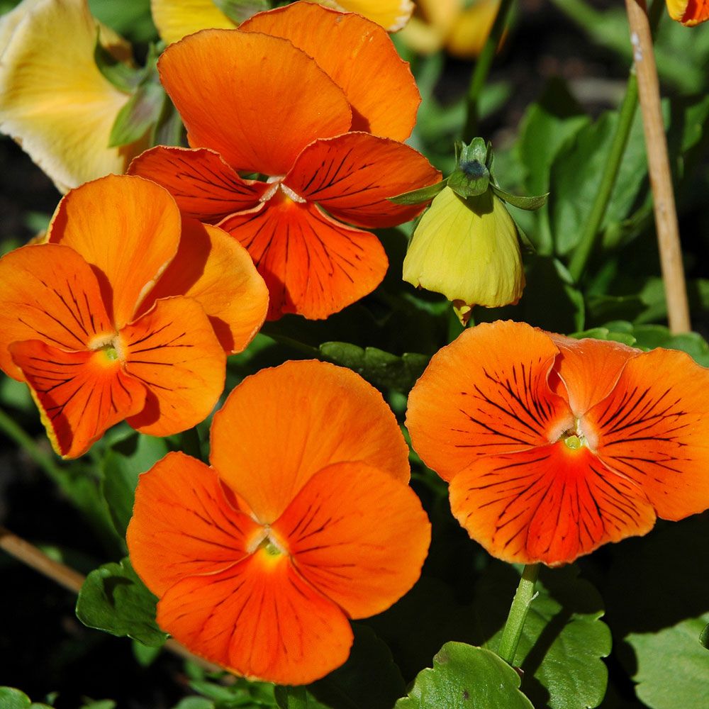 Stiefmütterchen 'Cats Orange' in der Gruppe Samen / Einjährige Blumen bei Impecta Fröhandel (8631)