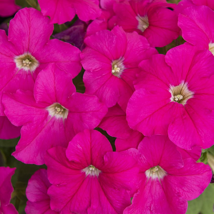 Großblütige Petunie ‘Eagle Pink‘ in der Gruppe Samen / Einjährige Blumen bei Impecta Fröhandel (86376)