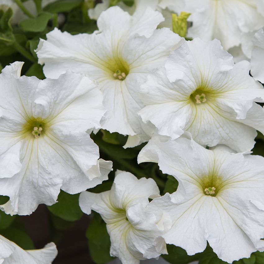 Großblütige Petunie 'Eagle White' in der Gruppe Samen / Einjährige Blumen bei Impecta Fröhandel (86378)