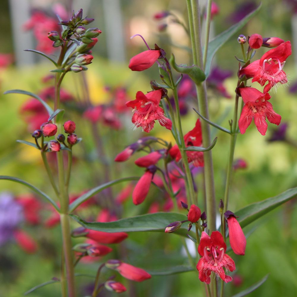Bartfaden 'Twizzle Scarlet' in der Gruppe Samen / Einjährige Blumen bei Impecta Fröhandel (86392)