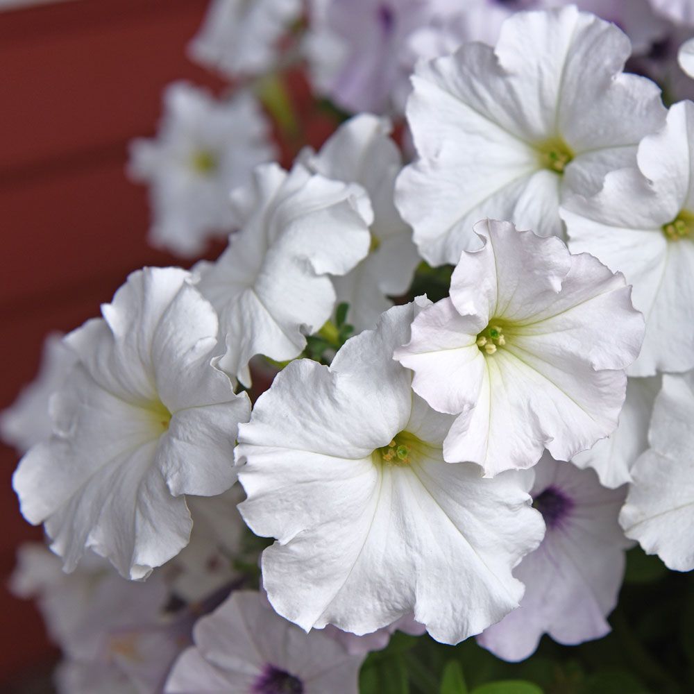 Petunie 'Easy Wave White' in der Gruppe Samen / Einjährige Blumen bei Impecta Fröhandel (86406)