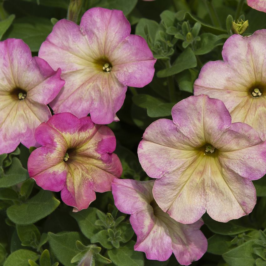 Petunie 'Debonair Dusty Rose' in der Gruppe Samen / Einjährige Blumen bei Impecta Fröhandel (86413)