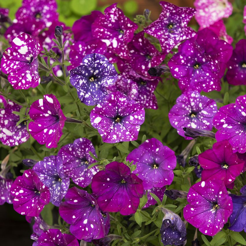 Petunie 'Dot Star Dark Violet' in der Gruppe Samen / Einjährige Blumen bei Impecta Fröhandel (86420)