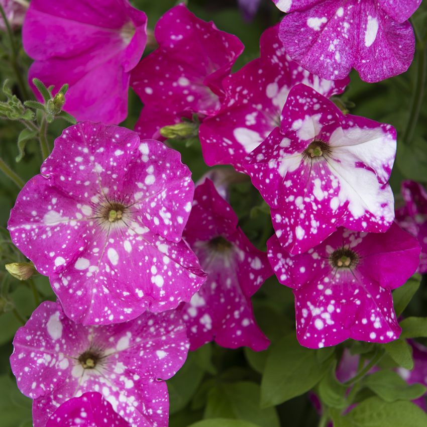 Petunie 'Dot Star Deep Pink' in der Gruppe Samen / Einjährige Blumen bei Impecta Fröhandel (86421)