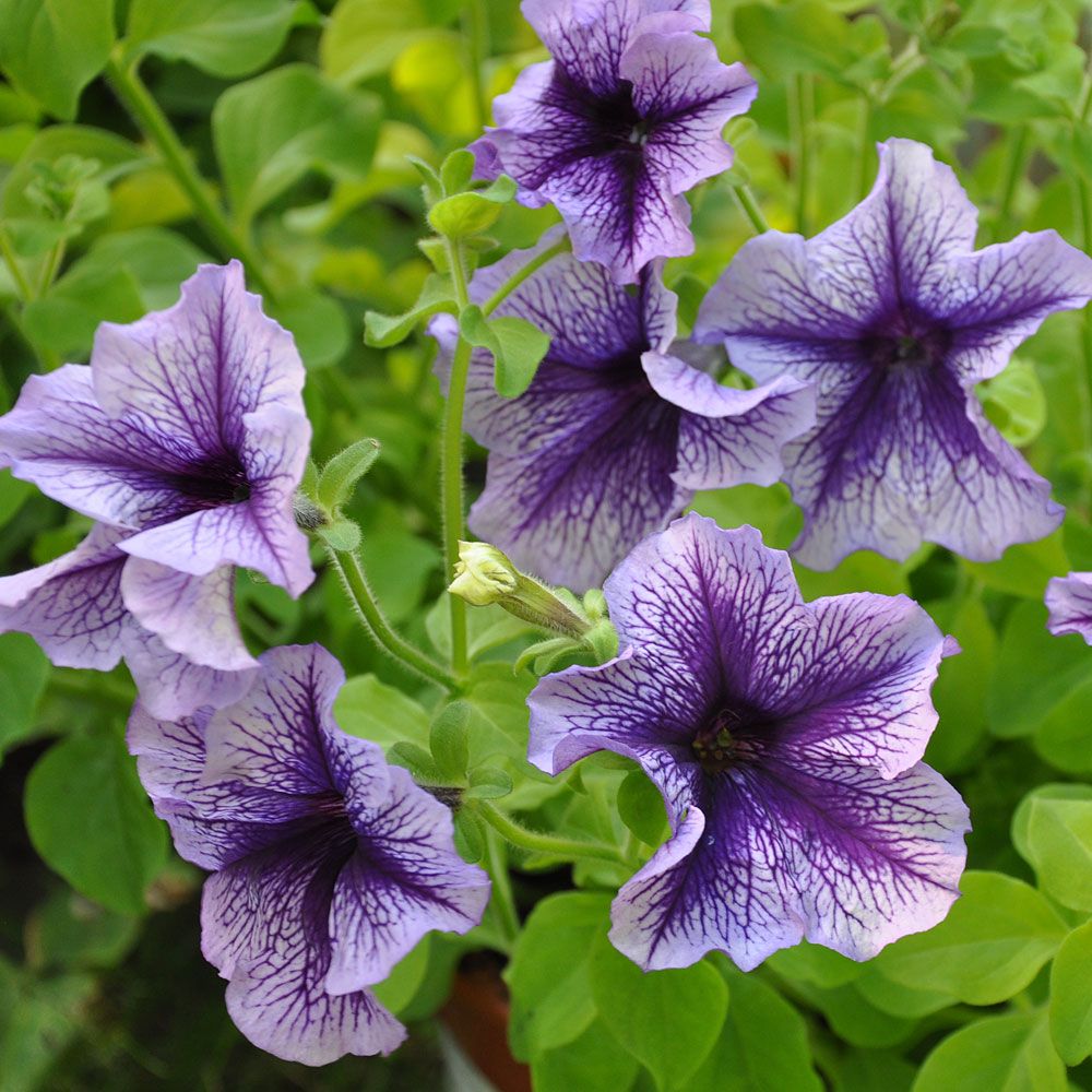Großblütige Petunie'Daddy Blue' in der Gruppe Samen / Einjährige Blumen bei Impecta Fröhandel (86430)