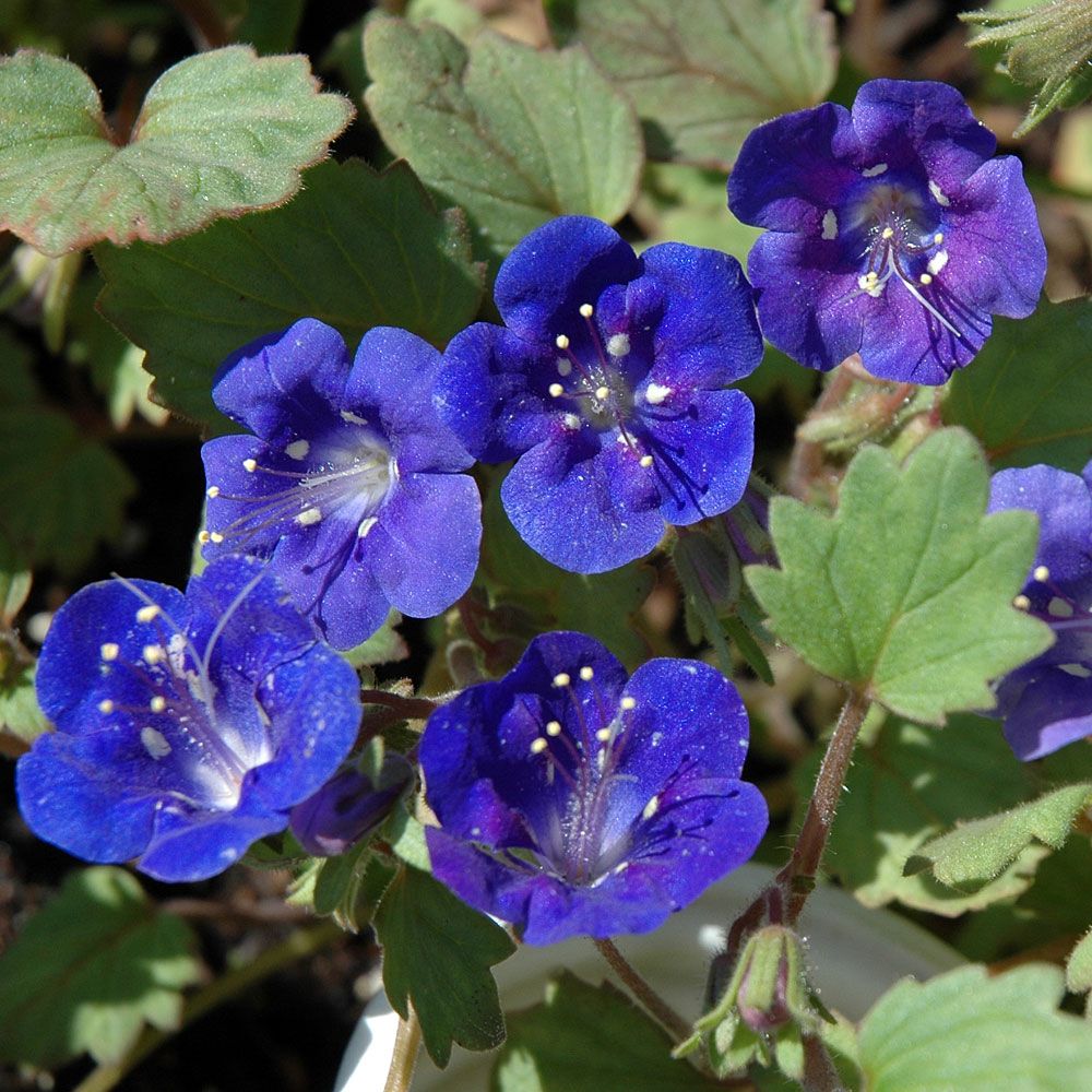 Glocken-Phacelie 'Blue Wonder' in der Gruppe Samen / Einjährige Blumen bei Impecta Fröhandel (8650)