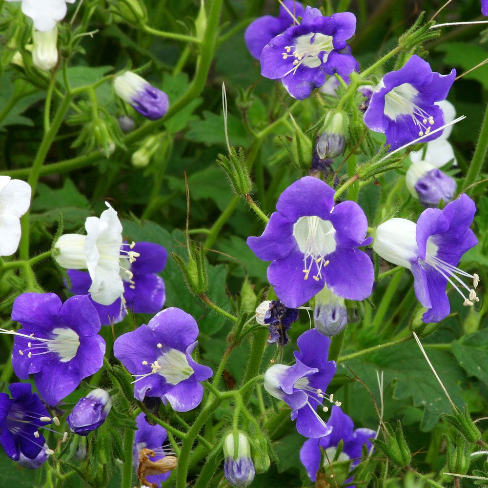 Großbütige Phacelie ‘Summertime Blues' in der Gruppe Samen / Einjährige Blumen bei Impecta Fröhandel (8654)