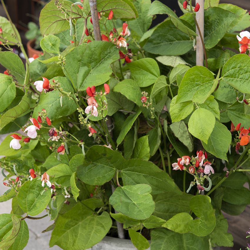 Prunkbohne 'Hestia' in der Gruppe Samen / Einjährige Blumen bei Impecta Fröhandel (86590)