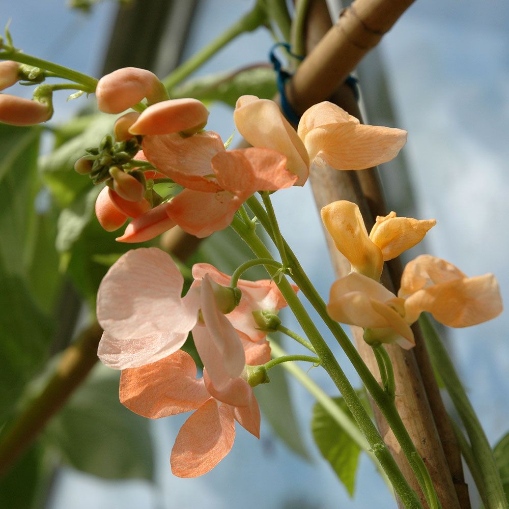 Prunkbohne 'Sunset' in der Gruppe Samen / Einjährige Blumen bei Impecta Fröhandel (8661)