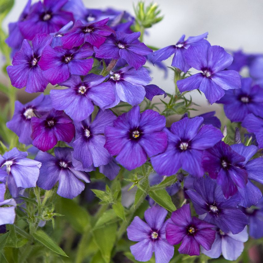 Sommer-Phlox ‘Blue Beauty‘ in der Gruppe Samen / Einjährige Blumen bei Impecta Fröhandel (86710)