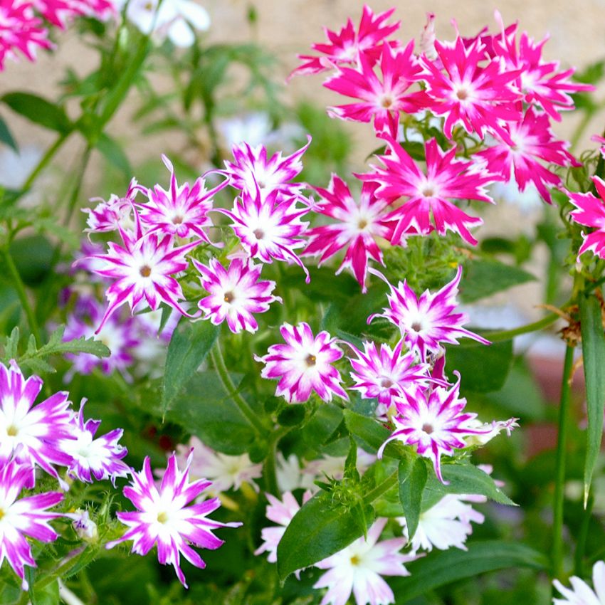 Sommer-Phlox 'Twinkle' in der Gruppe Samen / Einjährige Blumen bei Impecta Fröhandel (8672)